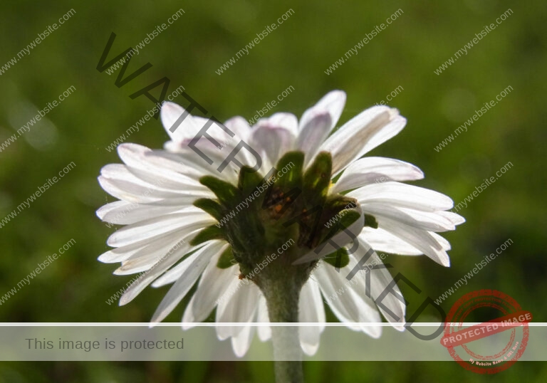 Gänseblümchen 05