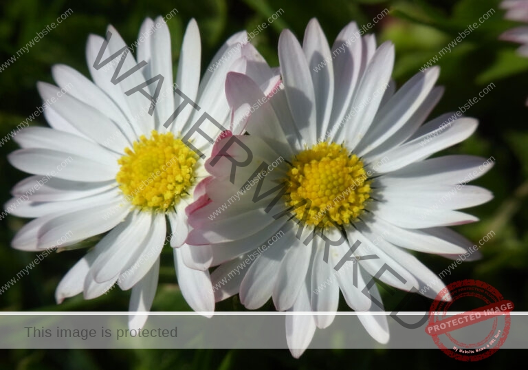 Gänseblümchen 06