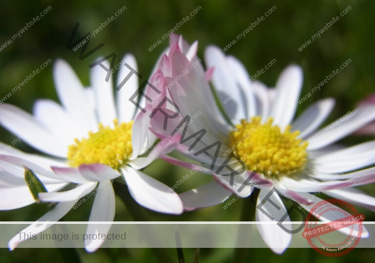 Gänseblümchen 07