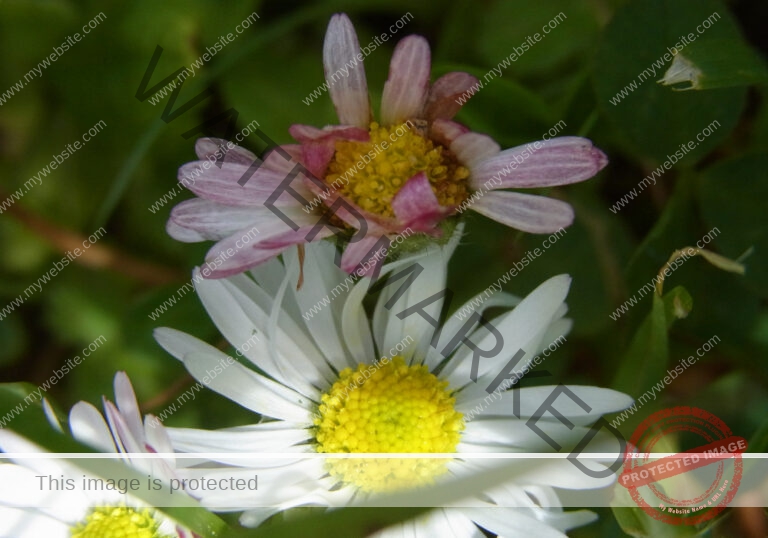 Gänseblümchen 08
