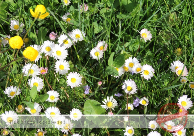 Gänseblümchen 10