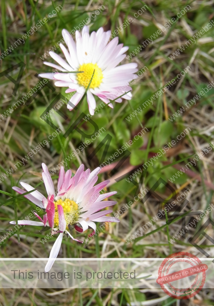 Gänseblümchen 12