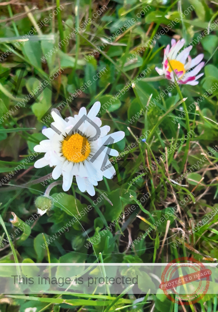 Gänseblümchen 16