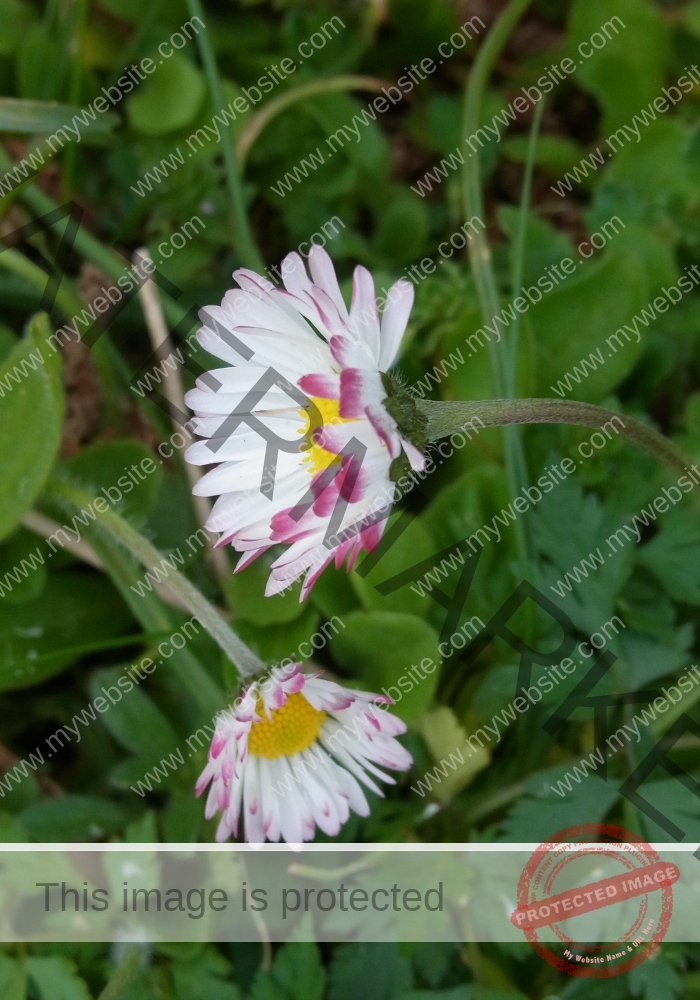 Gänseblümchen 32
