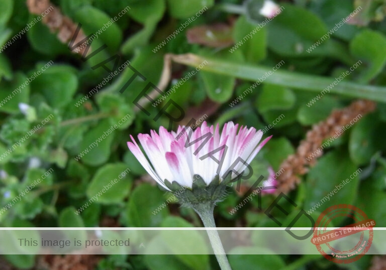Gänseblümchen 18