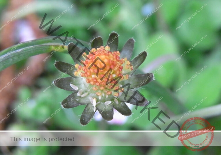 Gänseblümchen 19