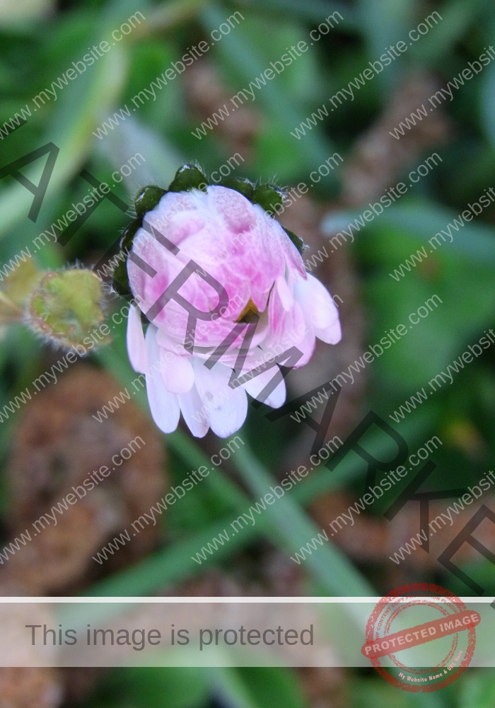 Gänseblümchen 20
