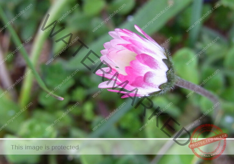 Gänseblümchen 21