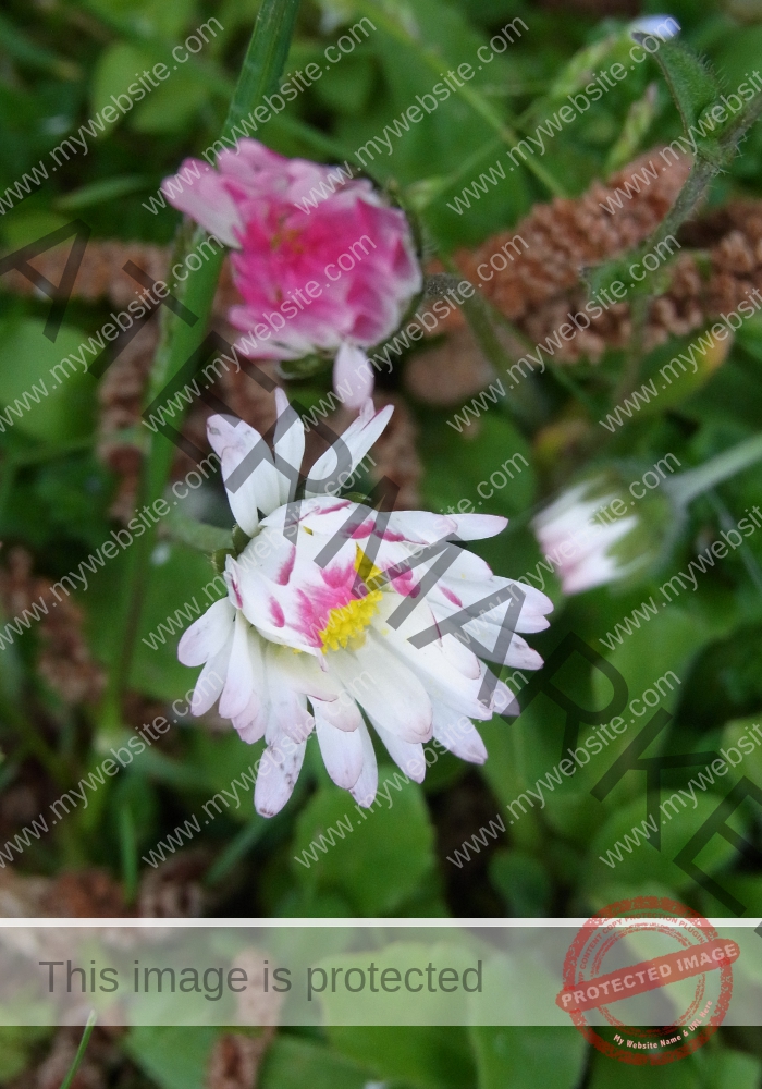 Gänseblümchen 22