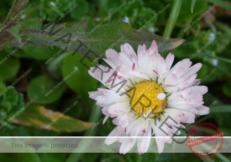 Gänseblümchen 23