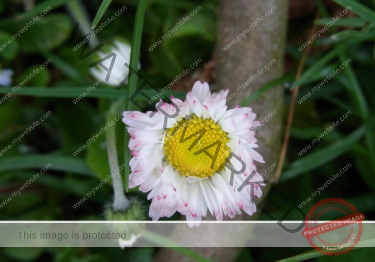 Gänseblümchen 24