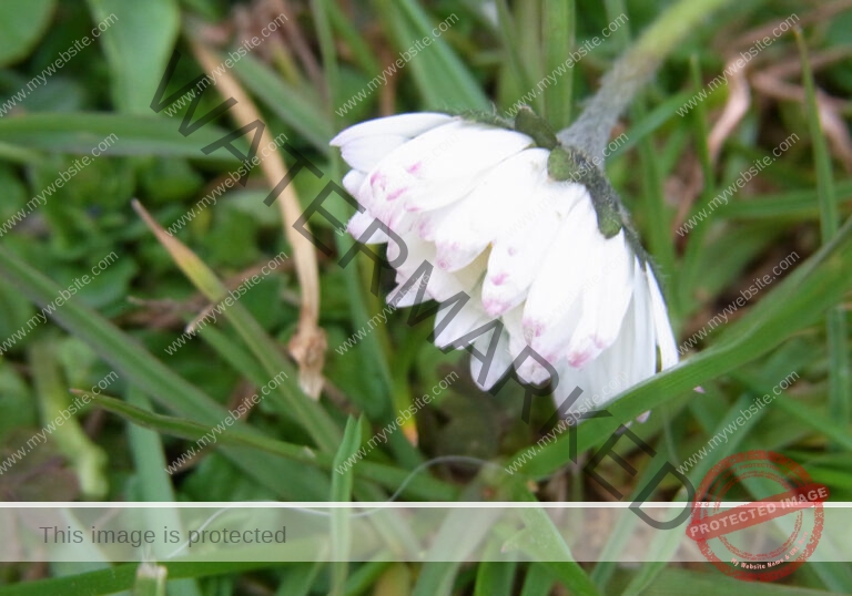 Gänseblümchen 29