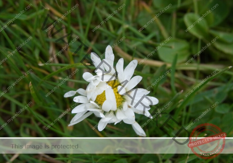 Gänseblümchen 30