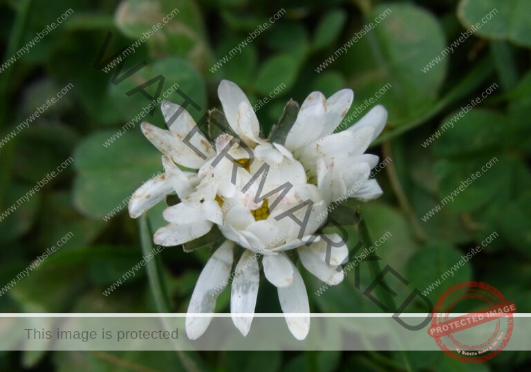 Gänseblümchen 31