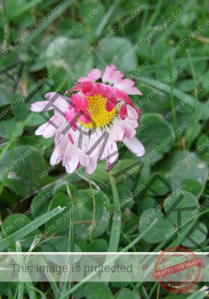 Gänseblümchen 32