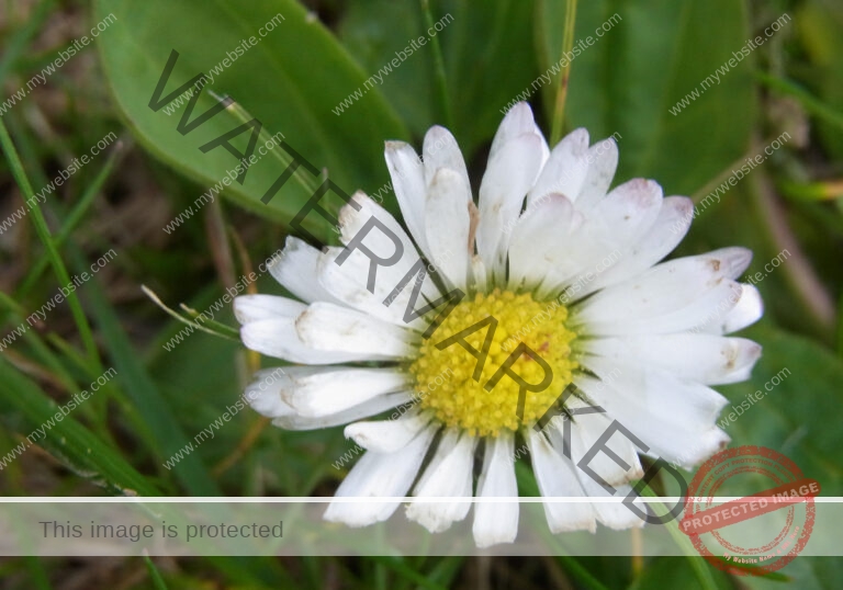 Gänseblümchen 33