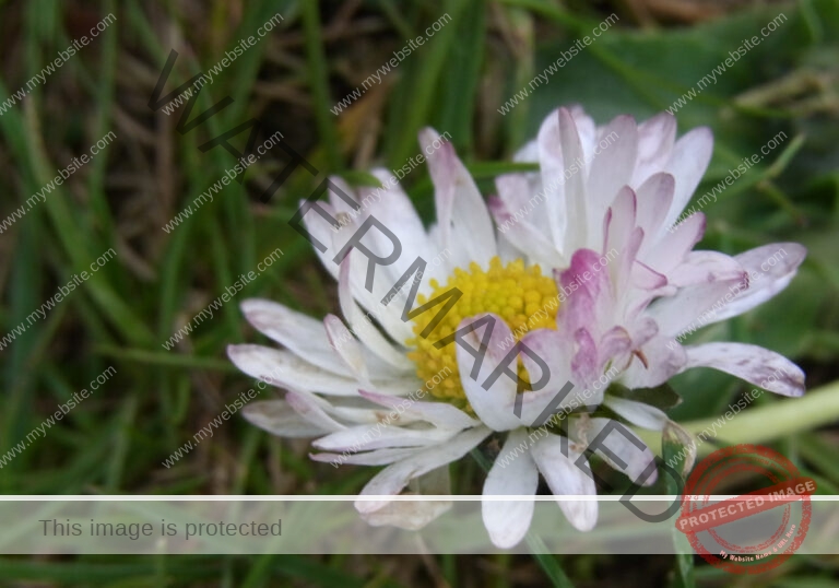 Gänseblümchen 34