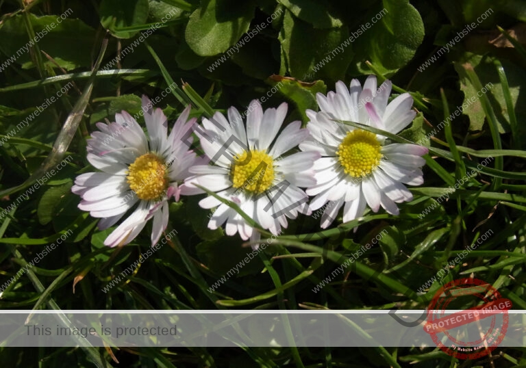 Gänseblümchen 36