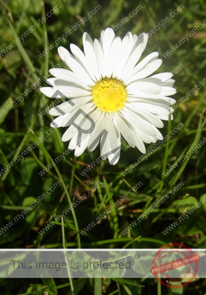 Gänseblümchen 37