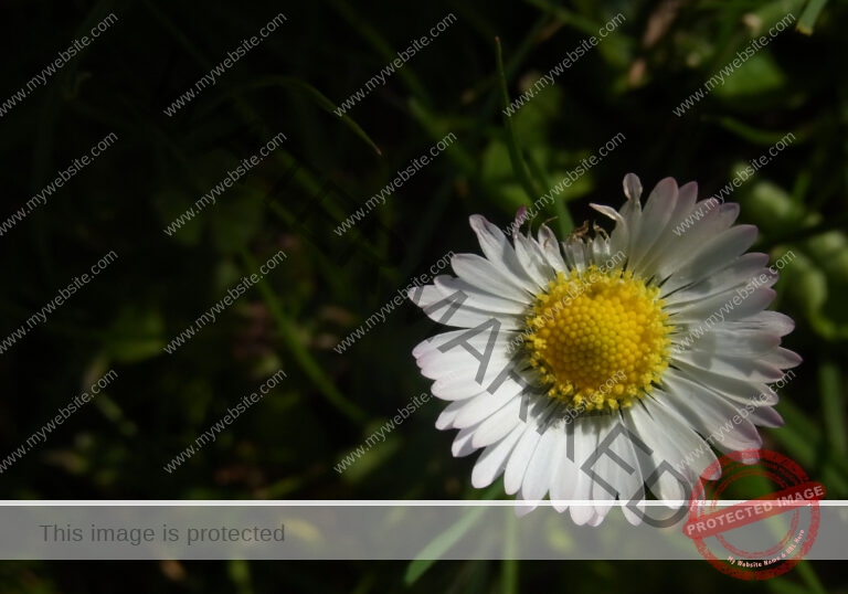 Gänseblümchen 39