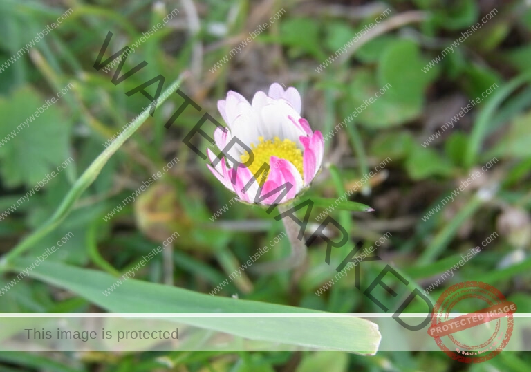 Gänseblümchen 40