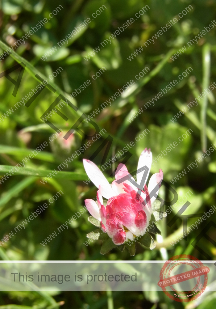Gänseblümchen 41