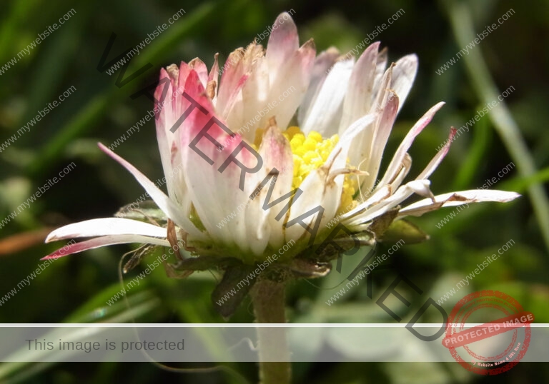Gänseblümchen 42