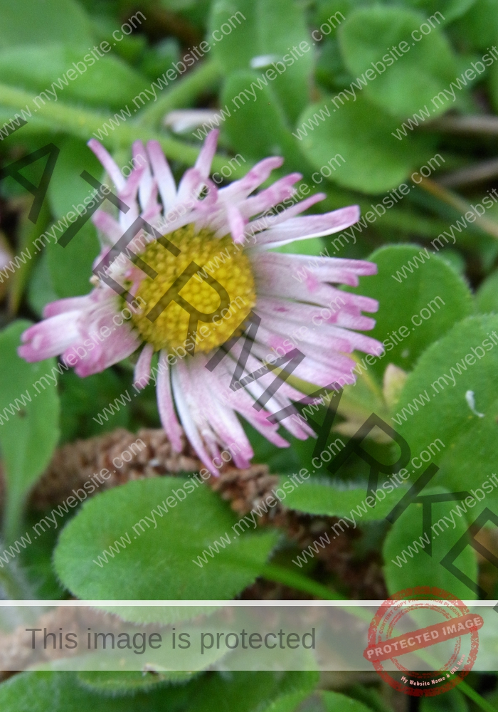 Gänseblümchen 43
