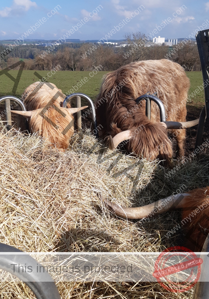 LB Galloways 67