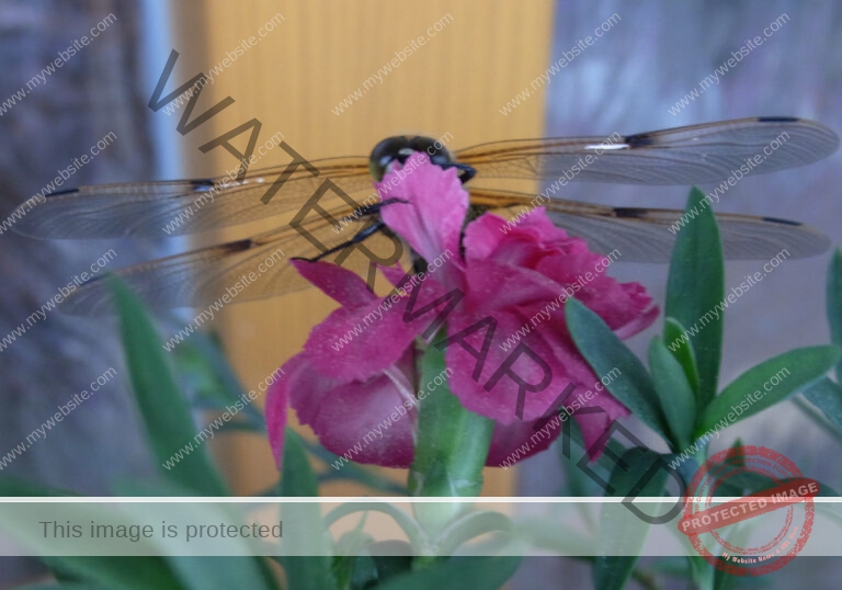 LB Libelle an Blume1