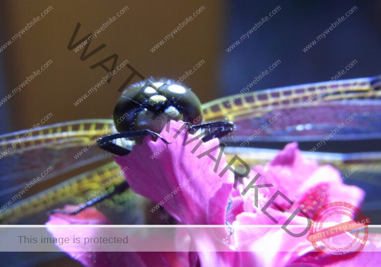 LB Libelle an Blume2