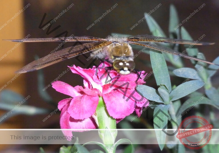 LB Libelle an Blume3