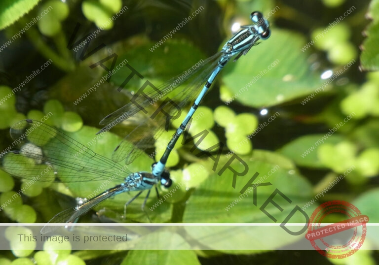 LB Libelle blau1