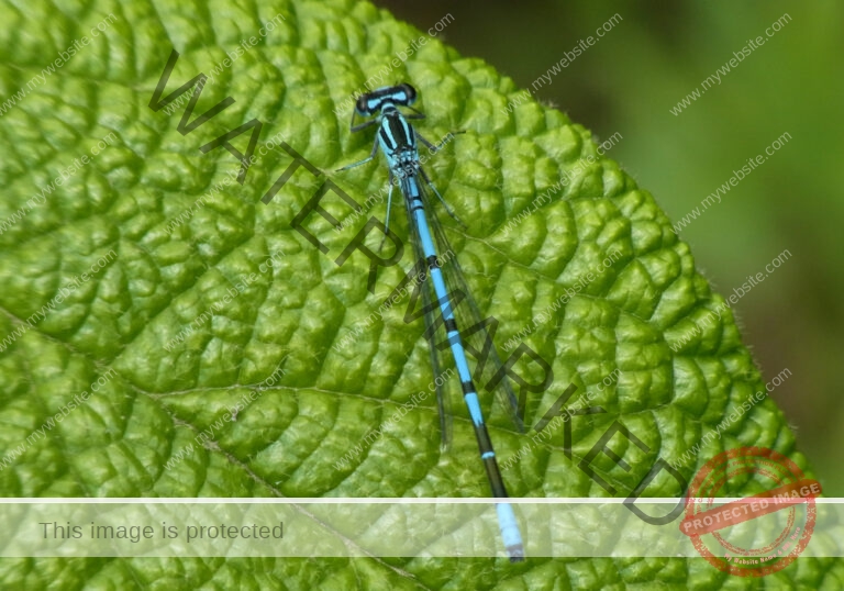 LB Libelle blau1