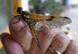 10:56 h - nasse Libelle im Regen gefunden