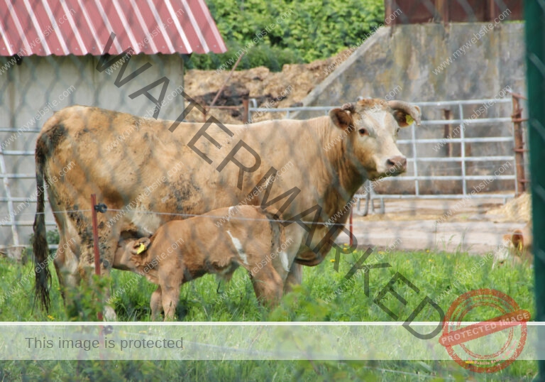 Tiere im Urlaub 01, Frühling Rügen 2015