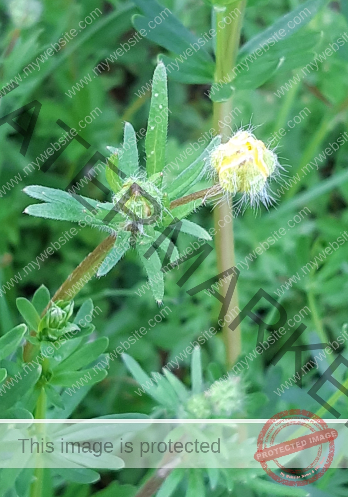 col Butterblume1
