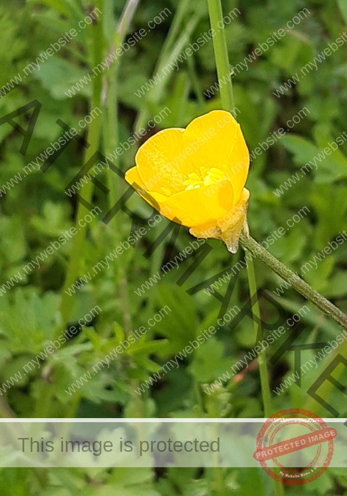 Butterblume