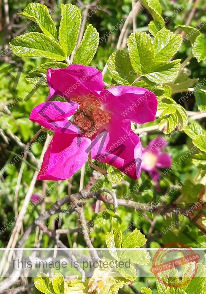 Kartoffelrose
