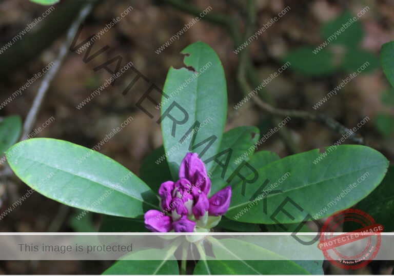 col Rhododendron01