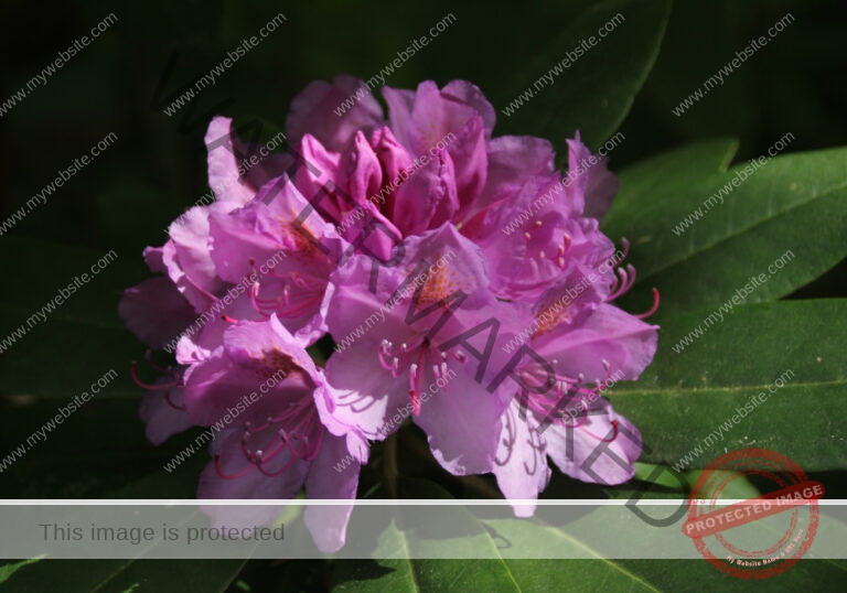 Rhododendron