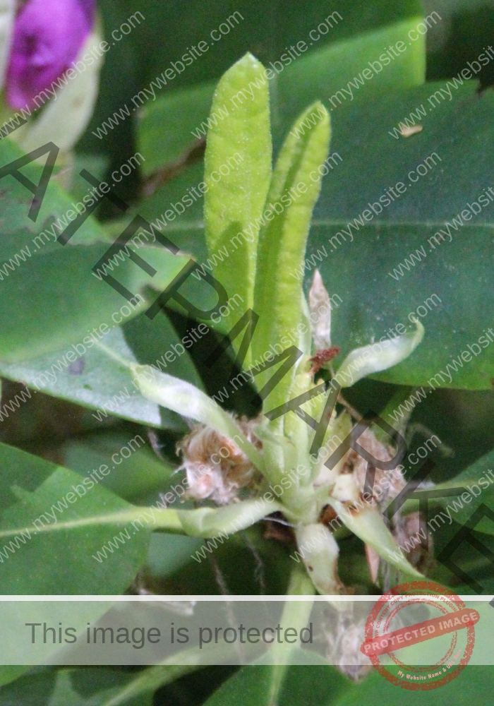 col Rhododendron03