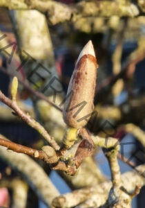 col Magnolien-Leben 01, Knospe