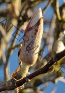 col Magnolien-Leben 02, Knospe