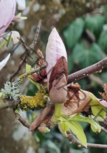col Magnolien-Leben 04, Knospe