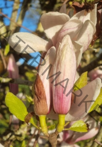 col Magnolien-Leben 05, Knospe