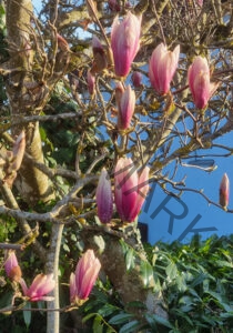 col Magnolien-Leben 08, leicht offen