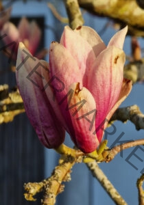 col Magnolien-Leben 09, leicht offen