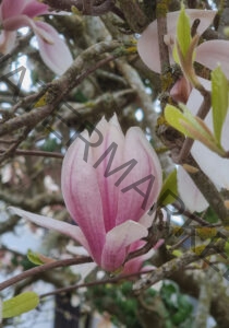 col Magnolien-Leben 10, leicht offen