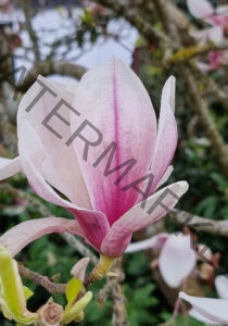col Magnolien-Leben 11, leicht offen